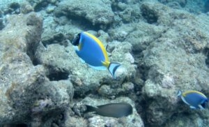 Embudu village resort at Maldives - подводный мир