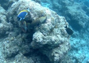 Embudu village resort at Maldives - подводный мир