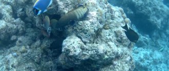 Embudu village resort at Maldives - подводный мир